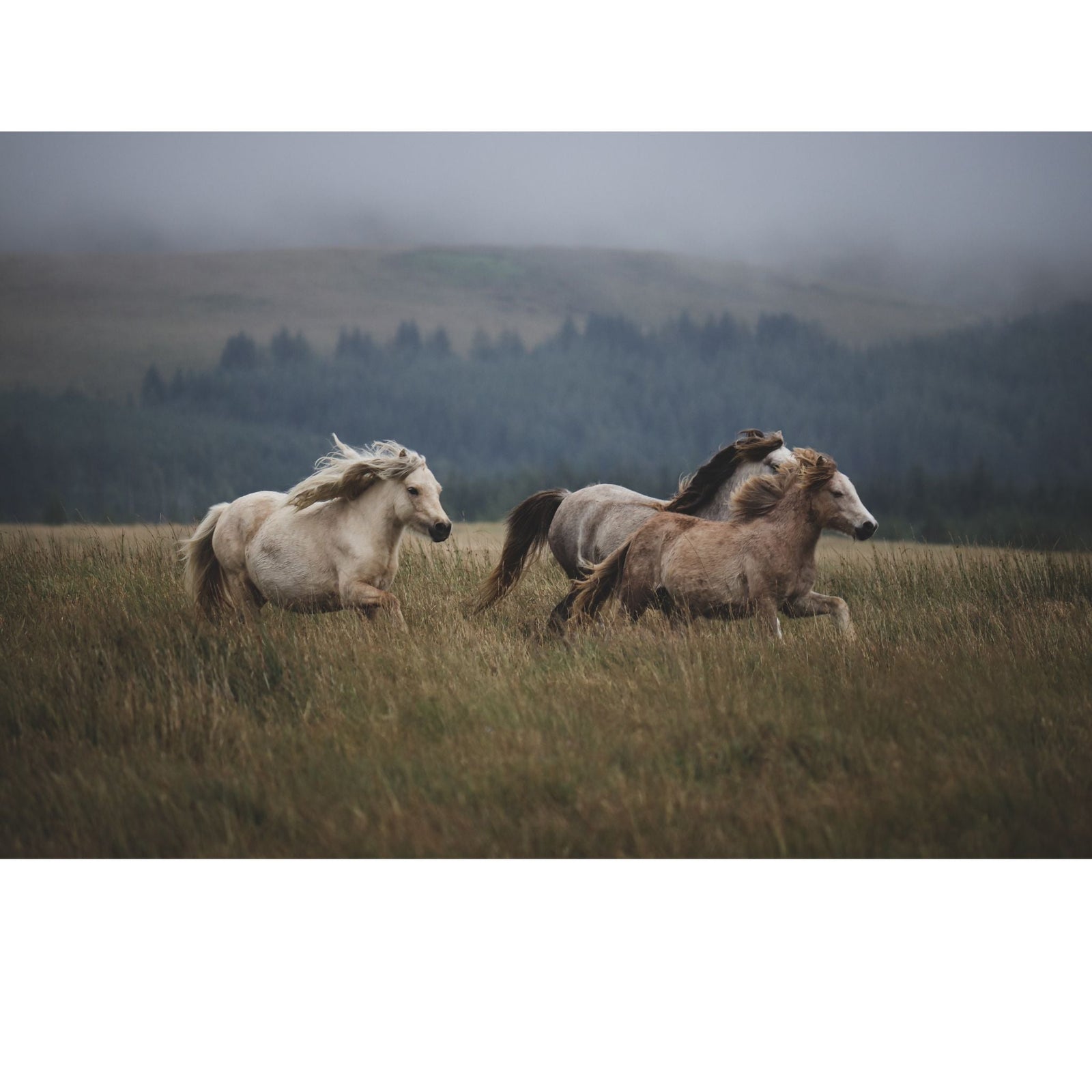 Ponies running through a paddock
