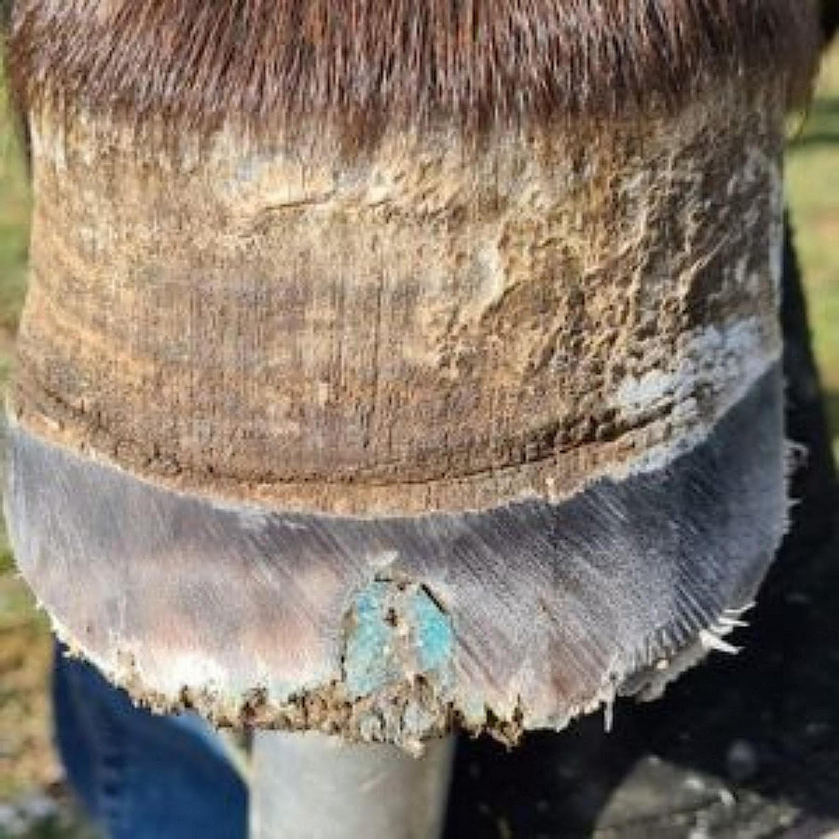 Blue Beeswax Balls filling cavity on lower part of horse's hoof.
