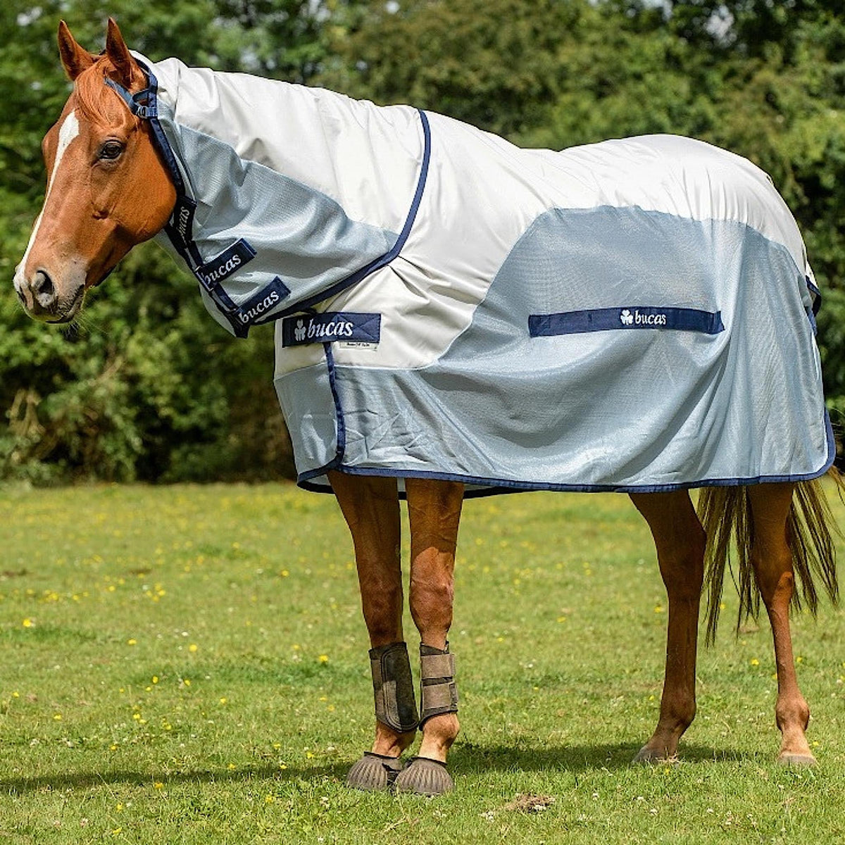 Halted horse wearing grey fly-rug with waterproof top line and navy details.
