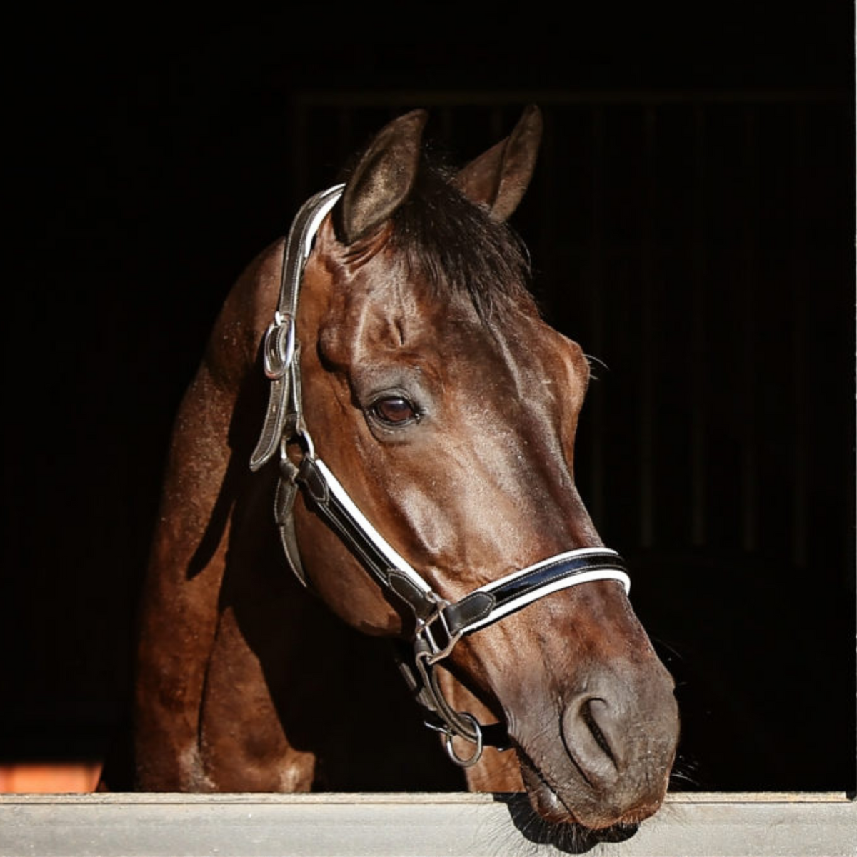 Duchess Leather Halter