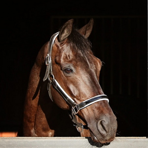 Duchess Leather Halter