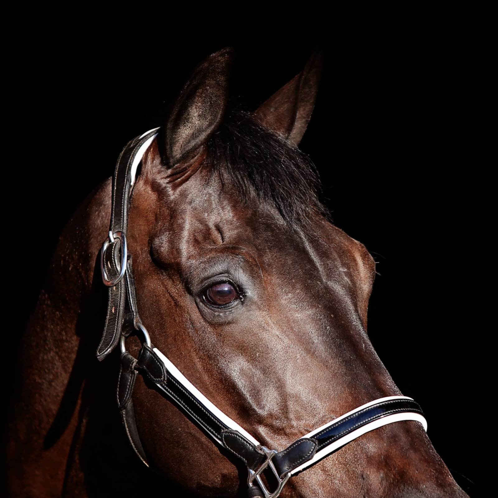 Duchess_leather_halter_the_horse_rug_whisperer