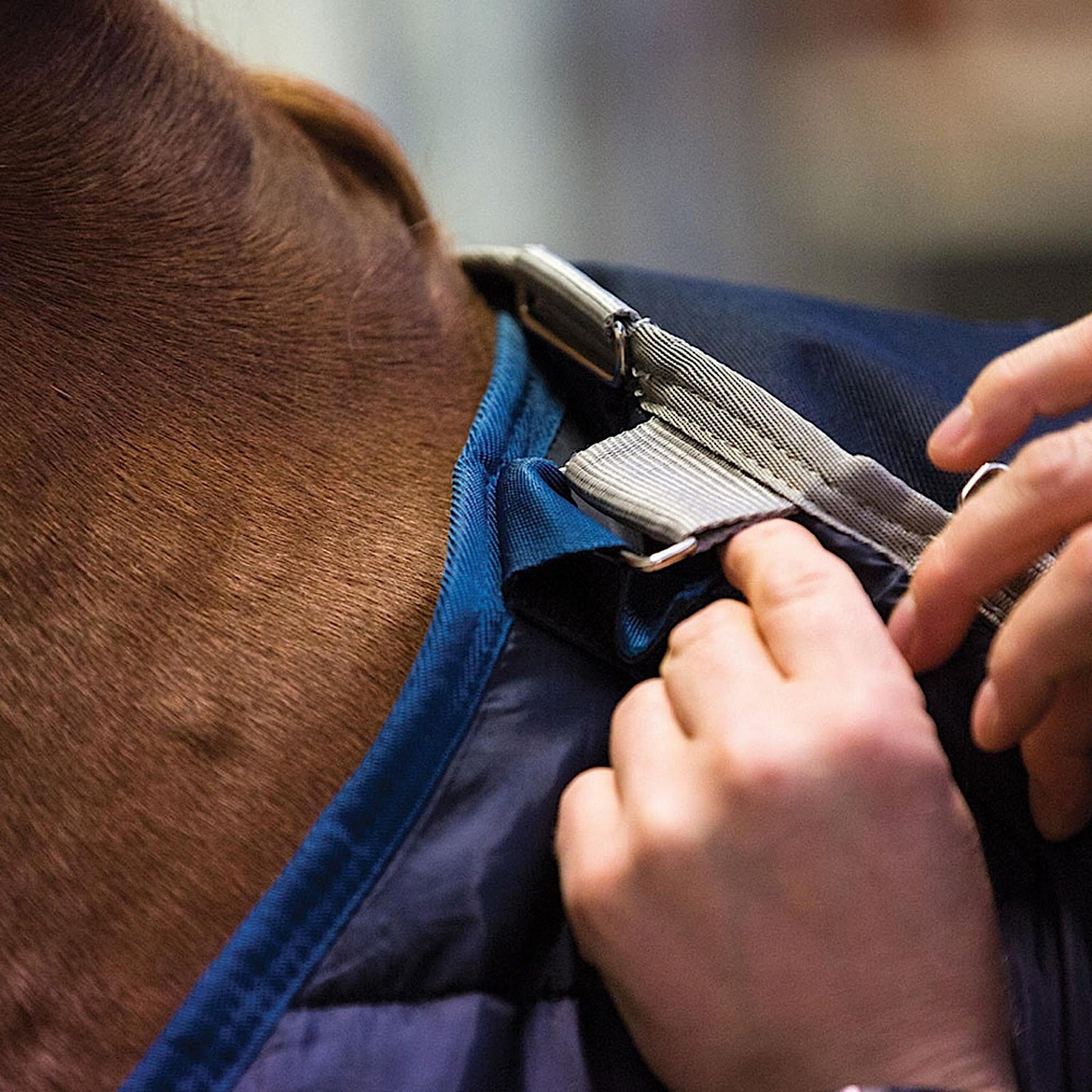 Chestnut horse wearing a navy rug liner with navy trim.