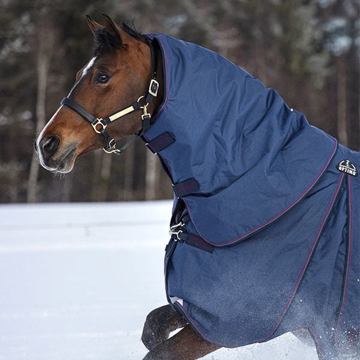 Black horse with blue rug