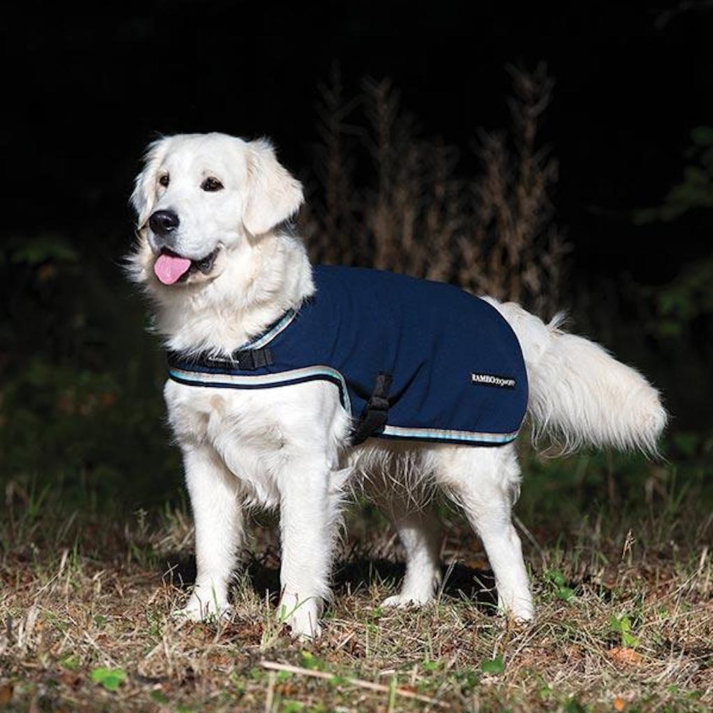 white dog wearing a blue rug