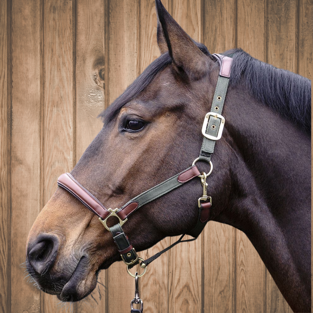 luna-hunter-halter-on_ed45b61d-f120-4e87-8522-d3b1df649d88