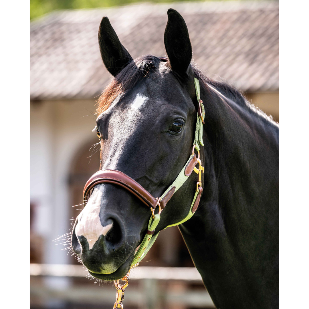 luna-pistachio-halter-on_f5e323a4-cc1d-42fa-b5da-13c912ad4b3a