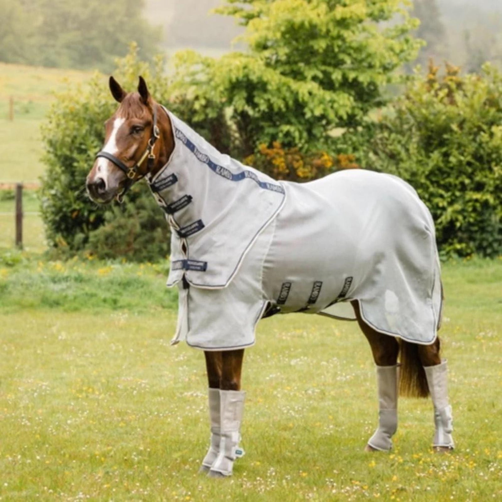 Horse wearing rambo protector rug.